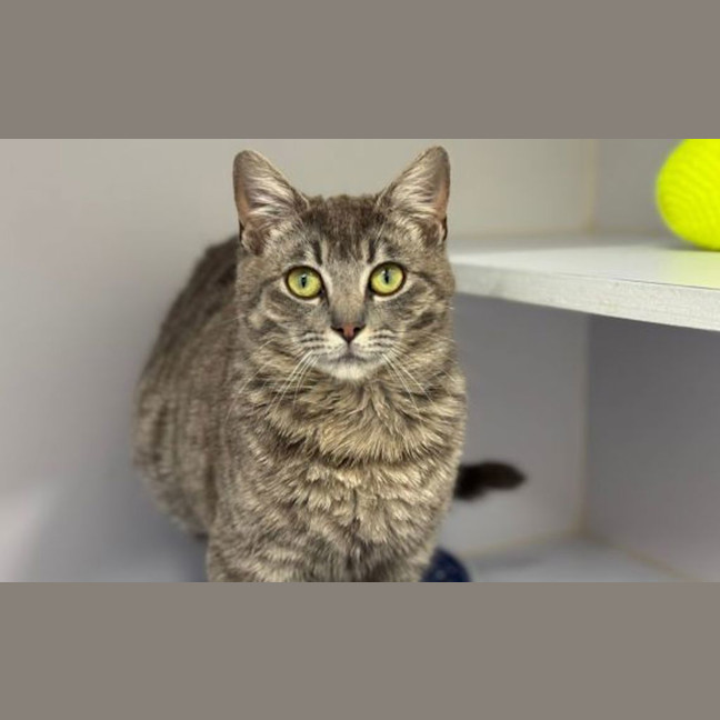 Photo of Smokey