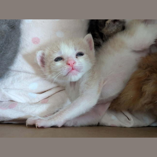 Photo of Marshmallow