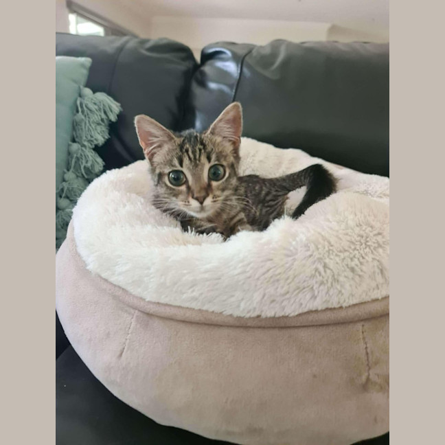 Photo of Eddy   In Foster Care In Ashburton