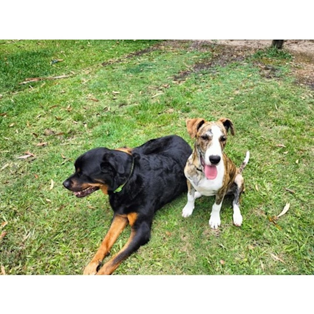 Photo of Dandie *$350 Adoption Fee*