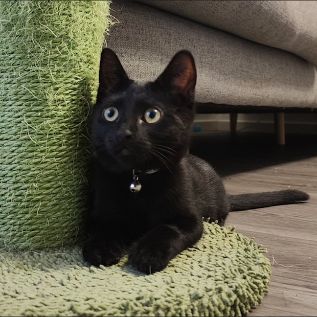 Photo of Morgan   In Foster Care In Avondale Heights