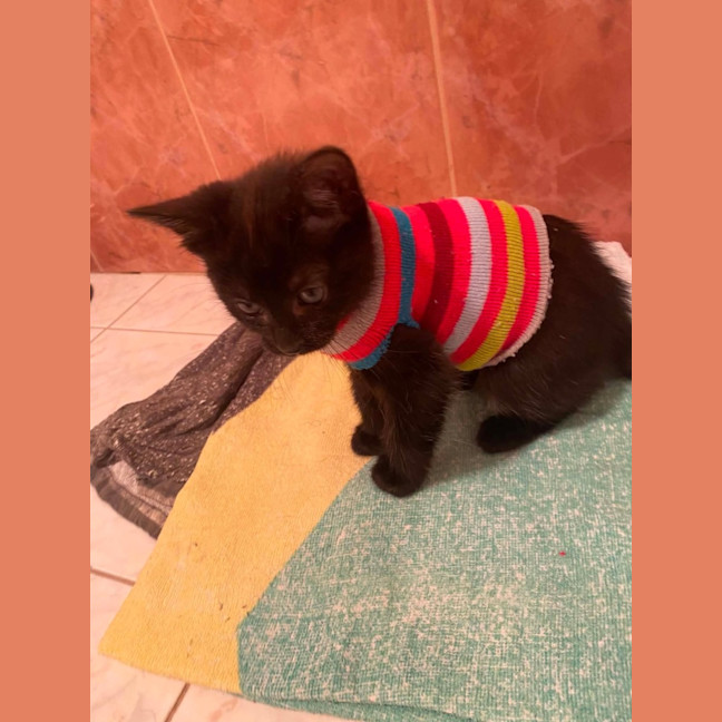 Photo of Abatha   In Foster Care In Greensborogh