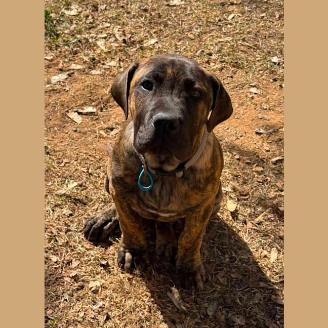 Photo of Banjo