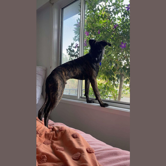 Photo of Caesar   1 Year Old Mastiff X