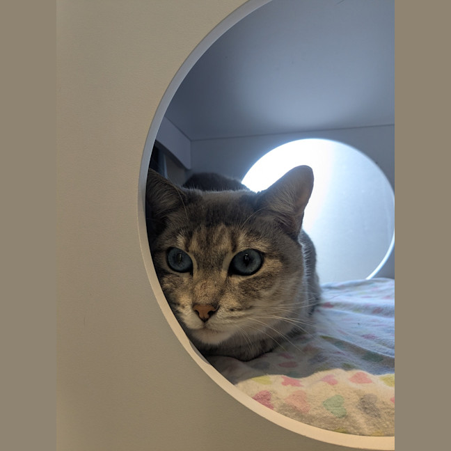 Photo of Juniper
