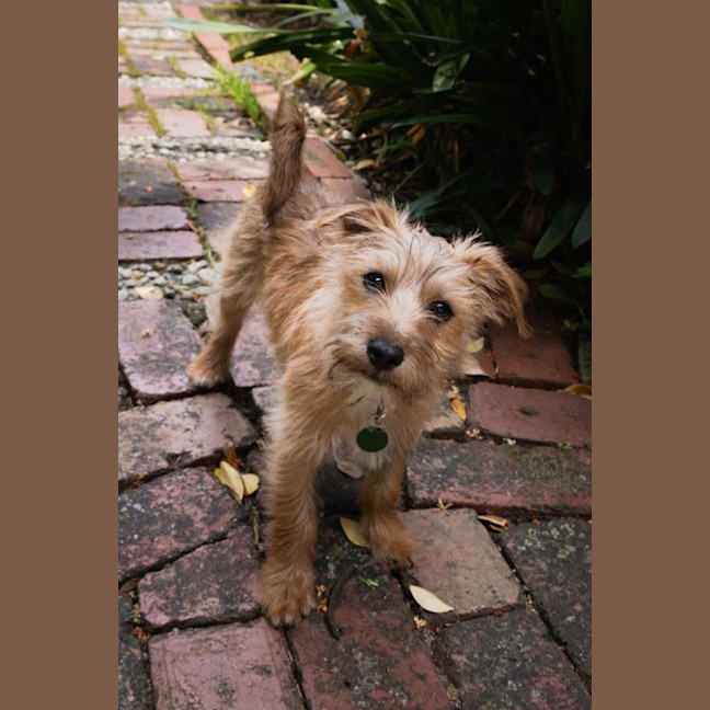 Photo of Albie Valenti