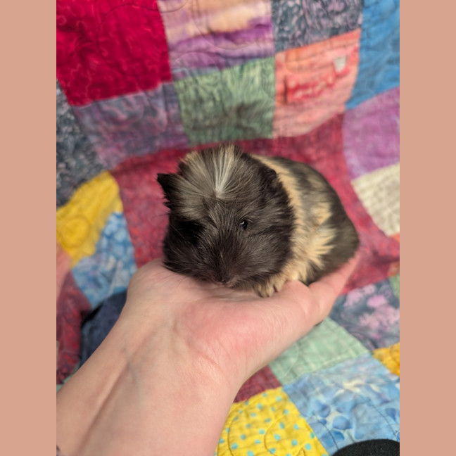 Photo of Comet