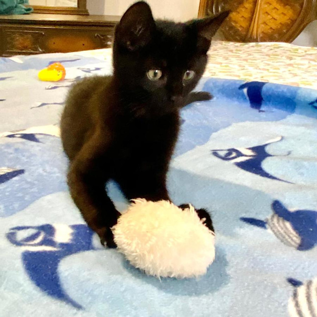 Photo of Simba & Apollo