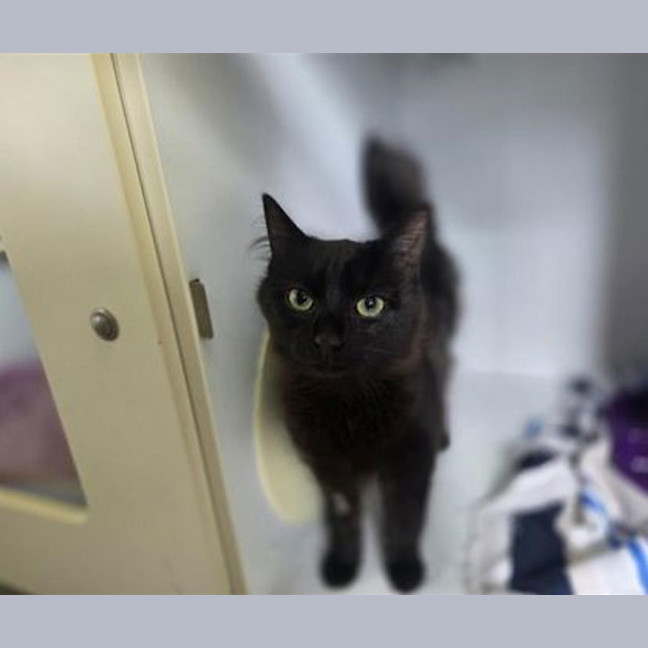 Photo of Bagheera