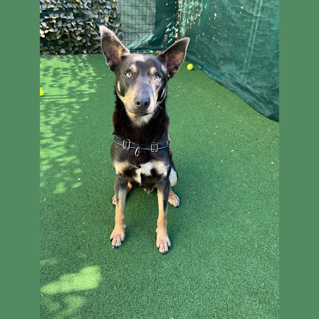 Photo of Sarge