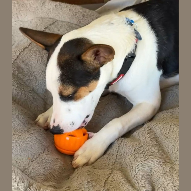 Photo of Dancer (Solo)