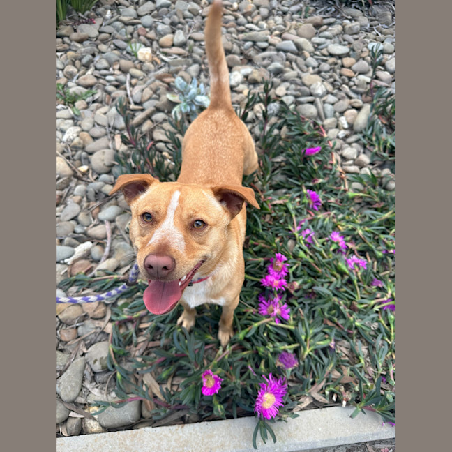 Photo of Honey