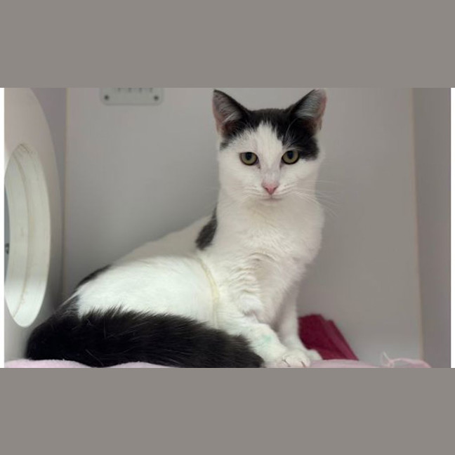 Photo of Purr Cy