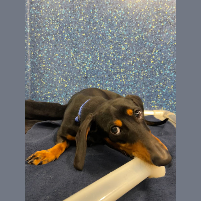 Photo of Dodge