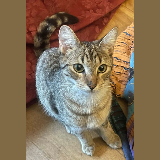 Photo of Trixie   9 Month Old Domestic Short Hair