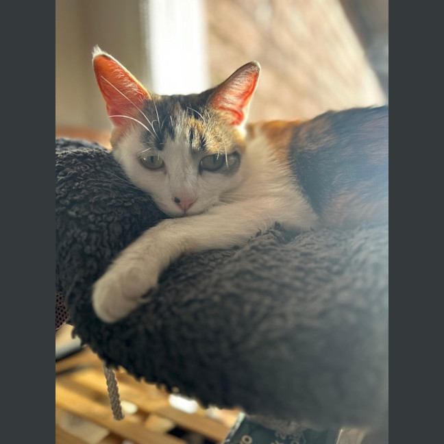Photo of Daisy