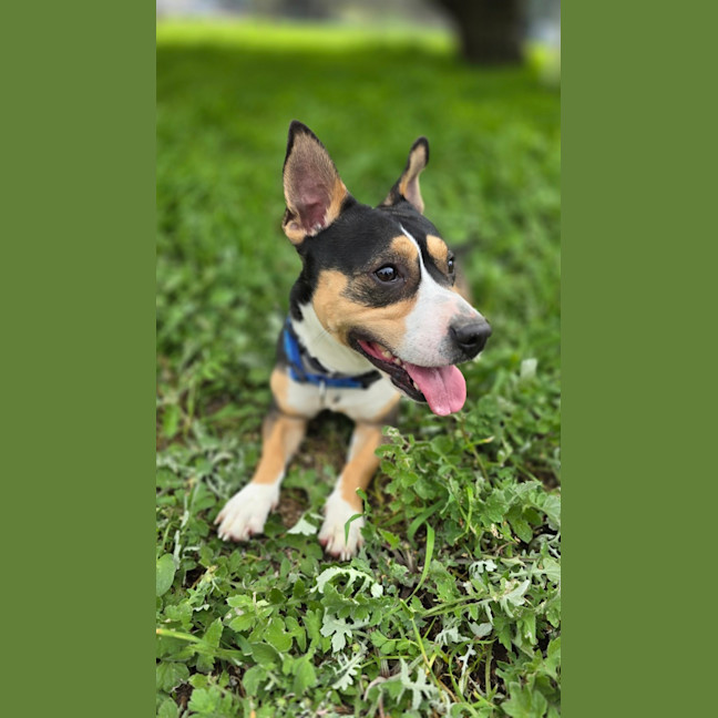Photo of Boss