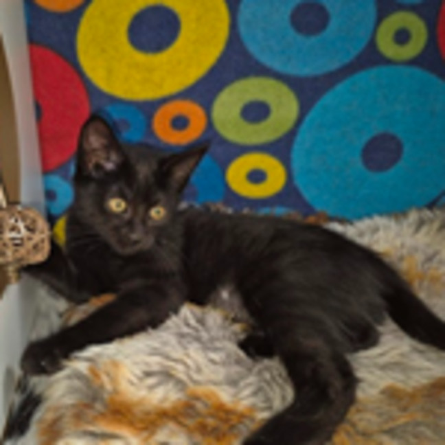 Photo of Guiseppina **2nd Chance Cat Rescue**