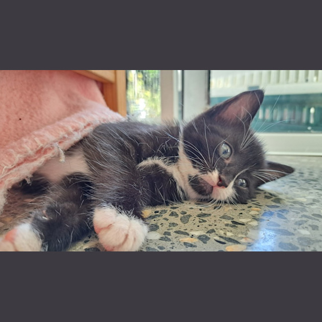 Photo of C1396 Spencer