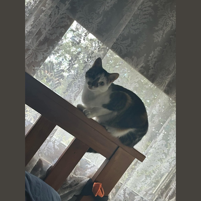 Photo of Laundry Basket