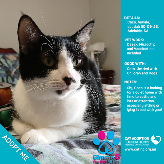 Photo of Coco Only $50 Limited Time!