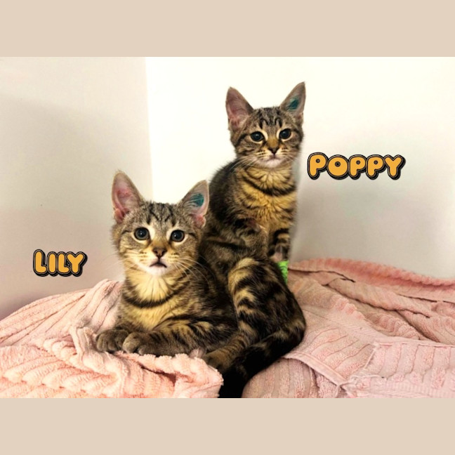 Photo of Poppy *9 Lives Project Rescue*