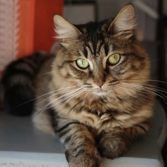 Photo of Rhea