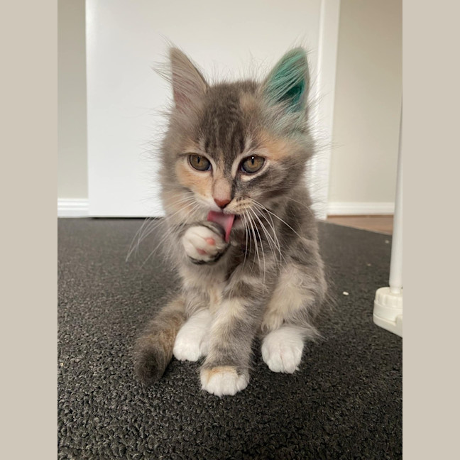 Photo of Milli