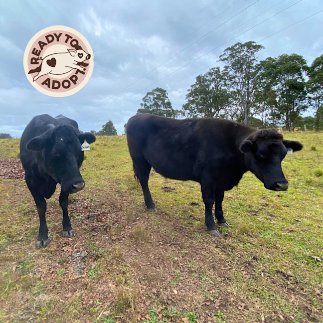 Photo of Clyde, Delilah & Honey 