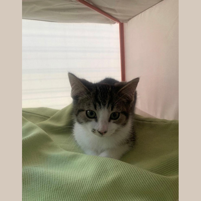 Photo of Archer