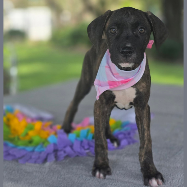 Photo of Shiloh