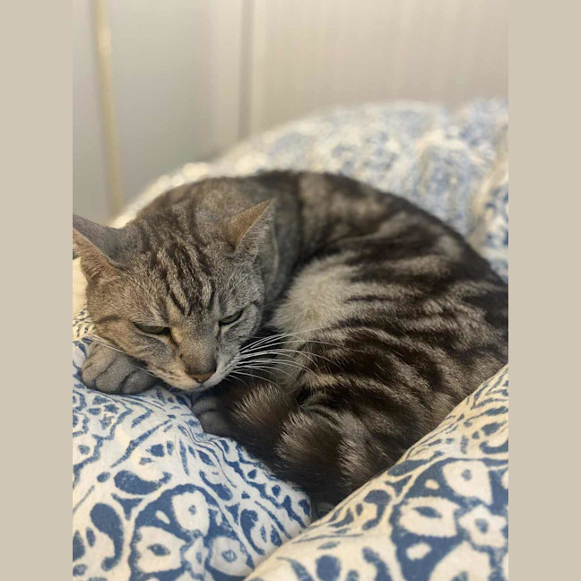 Photo of Missy