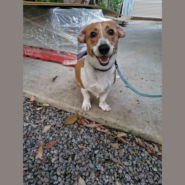 Photo of Monty Dachshund X Corgi