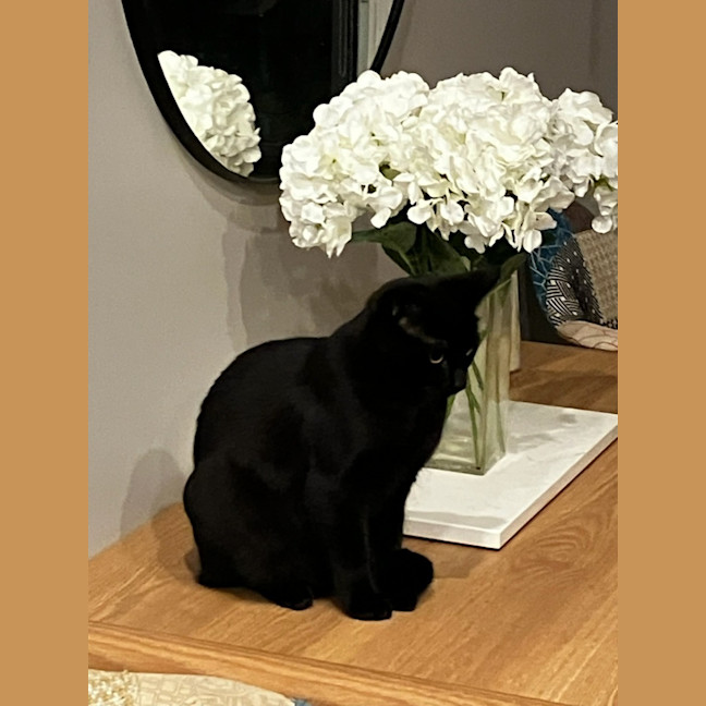 Photo of Sapphire *9 Lives Project Rescue*