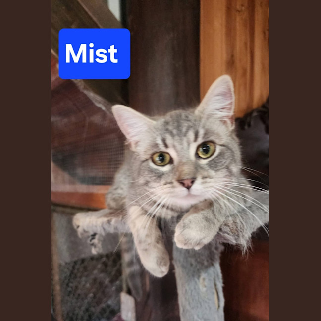 Photo of Mist