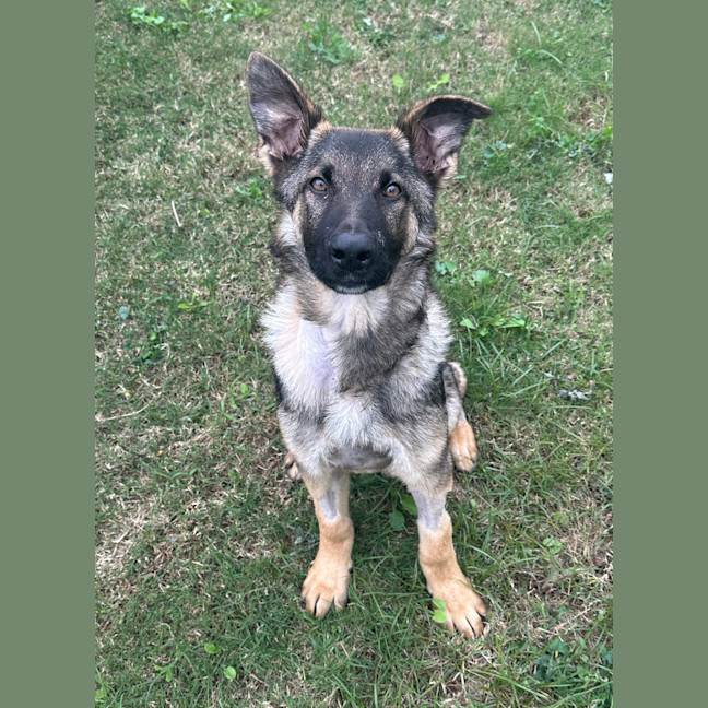Photo of Ollie