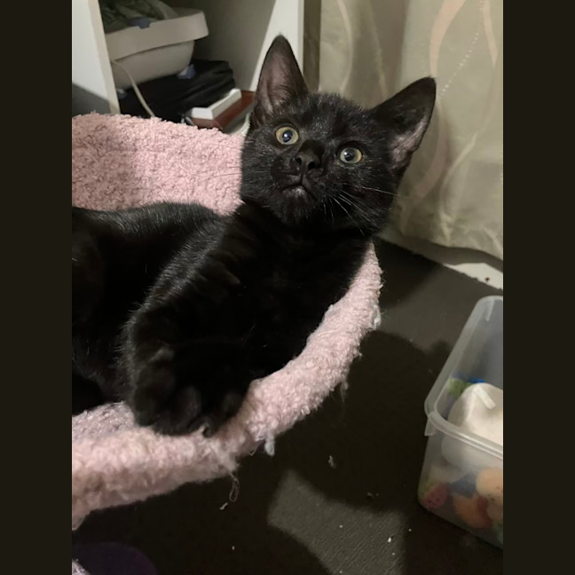 Photo of Licorice