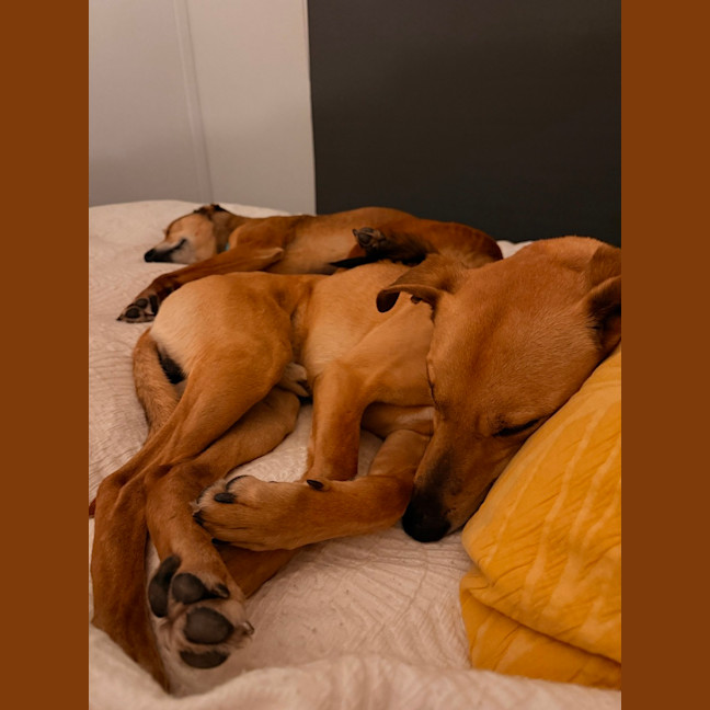 Photo of Snickers & Caramel
