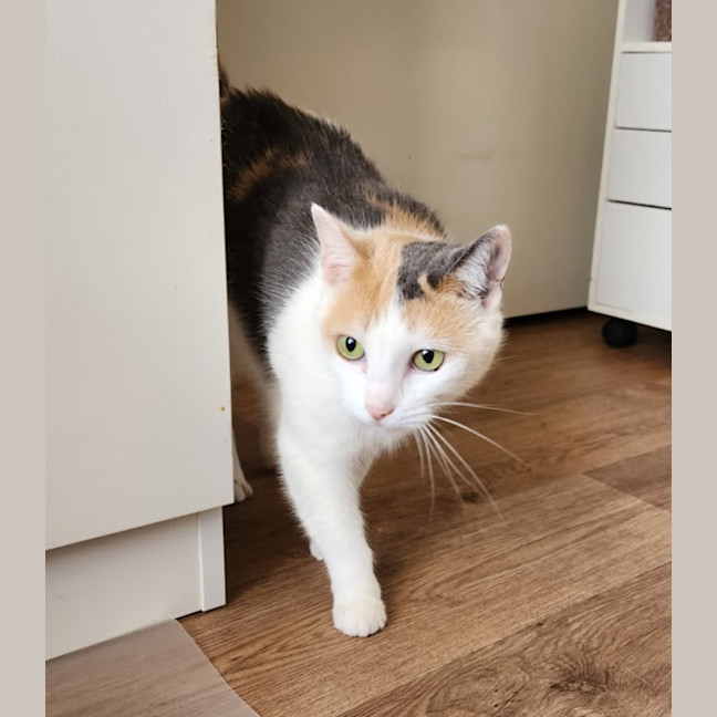 Photo of Cinnamon
