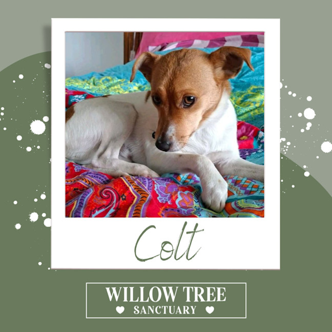 Photo of Colt