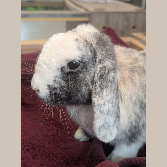 Photo of Coco