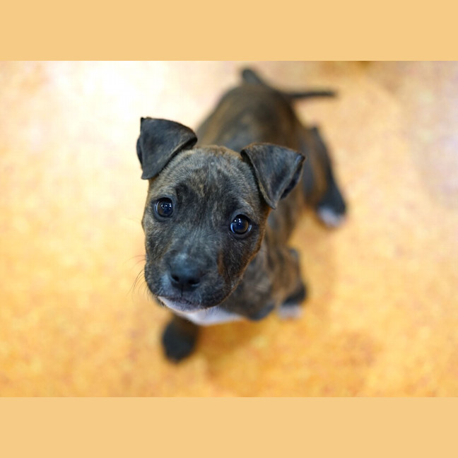 Photo of Stitch