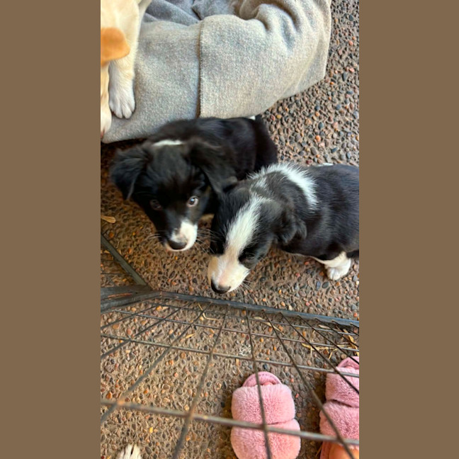 Photo of Keiki