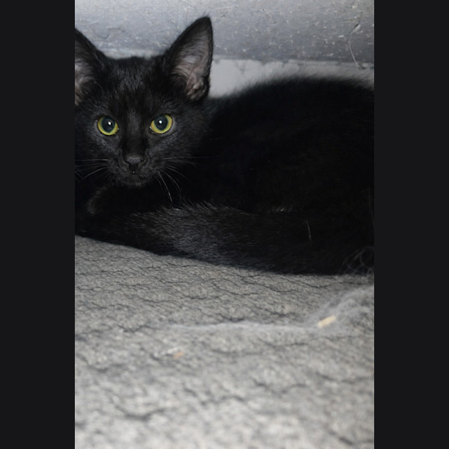 Photo of Sapphire *9 Lives Project Rescue*