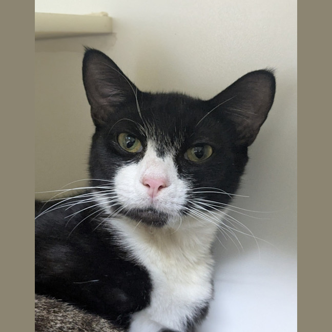 Photo of 🎭 Morris 5863 🎭