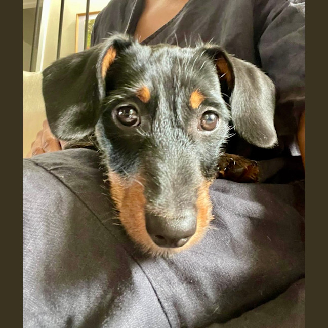 Photo of Archie   4 Month Old Dachshund X