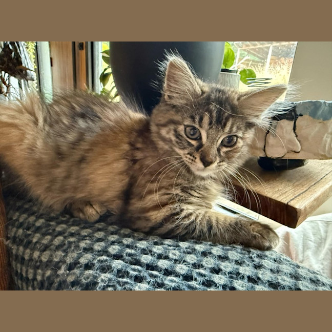 Photo of Snickers ** 2nd Chance Cat Rescue**