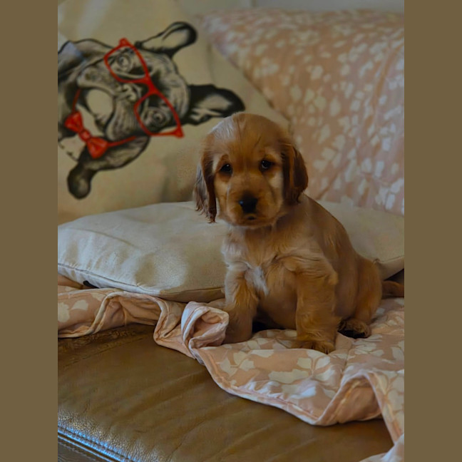 Photo of Waffles