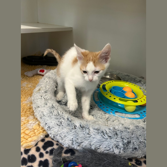 Photo of Rocket