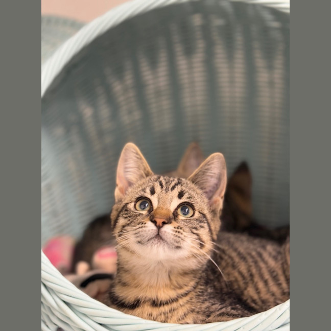 Photo of Macchiato